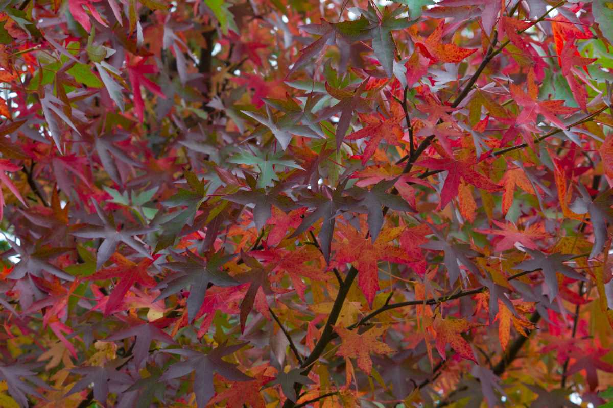 Beautiful red maple leaves in Kings Heath Park.